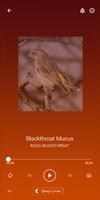 Kumpulan Kicau Blackthroat تصوير الشاشة 3