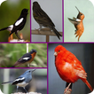 ikon 1000 Full Kicau Burung Lengkap