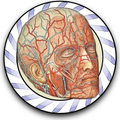 Speed Angiology MD