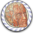 Speed Angiology MD APK