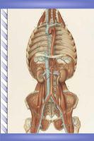 Speed Angiology MD 截圖 1