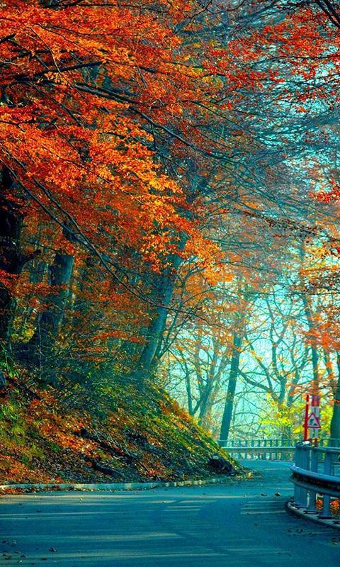 Autumn Live Wallpaper APK for Android Download Autumn Live Wallpaper APK for Android Download