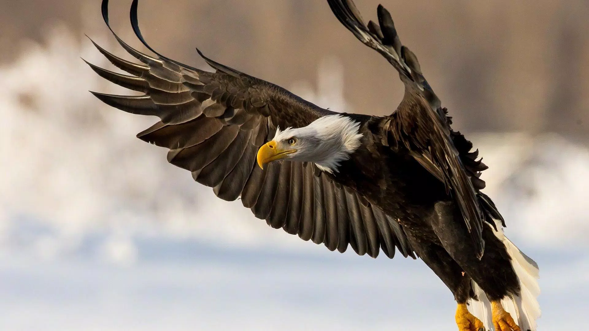 Eagle Live Wallpaper APK for Android Download