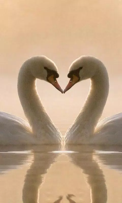 Descarga de APK de Cisne vivo fondo de pantalla: fondos hd para Android Descarga de APK de Cisne vivo fondo de pantalla: fondos hd para Android