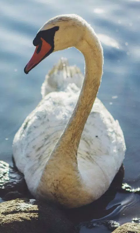 Descarga de APK de Cisne vivo fondo de pantalla: fondos hd para Android Descarga de APK de Cisne vivo fondo de pantalla: fondos hd para Android