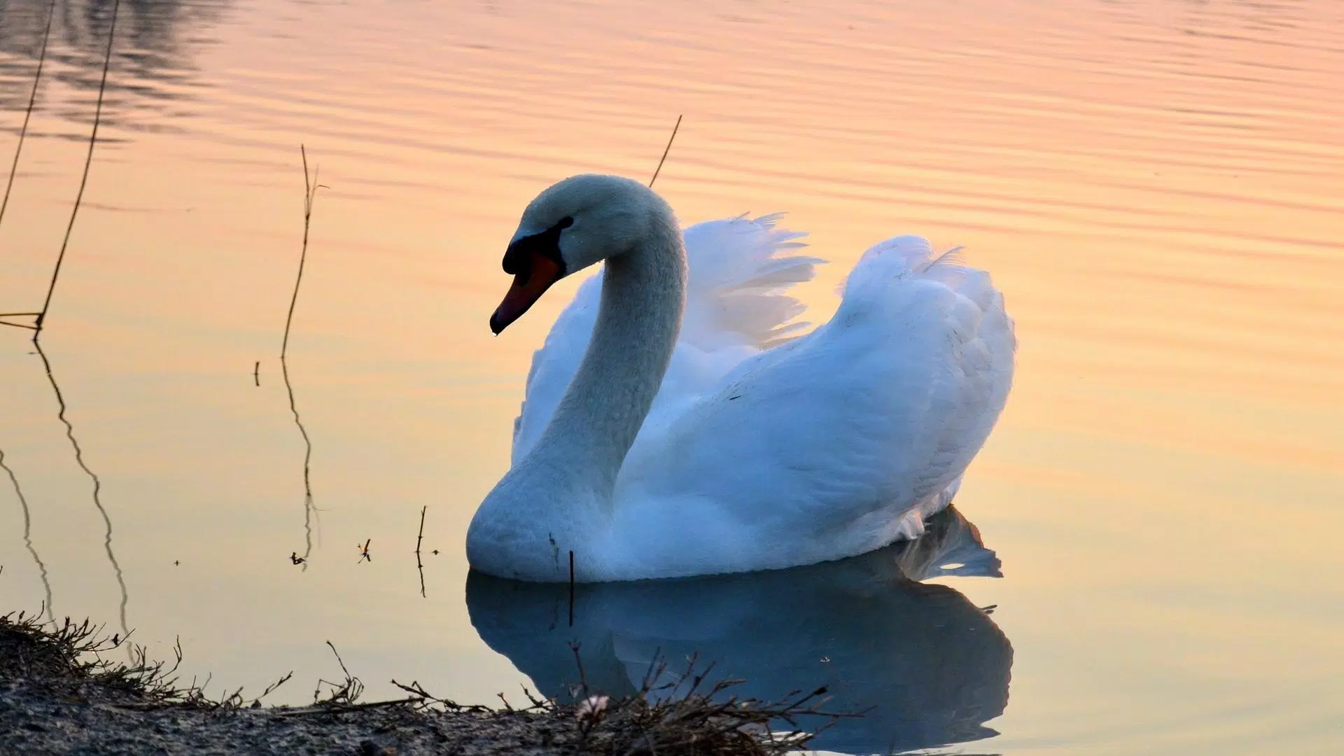 Descarga de APK de Cisne vivo fondo de pantalla: fondos hd para Android Descarga de APK de Cisne vivo fondo de pantalla: fondos hd para Android