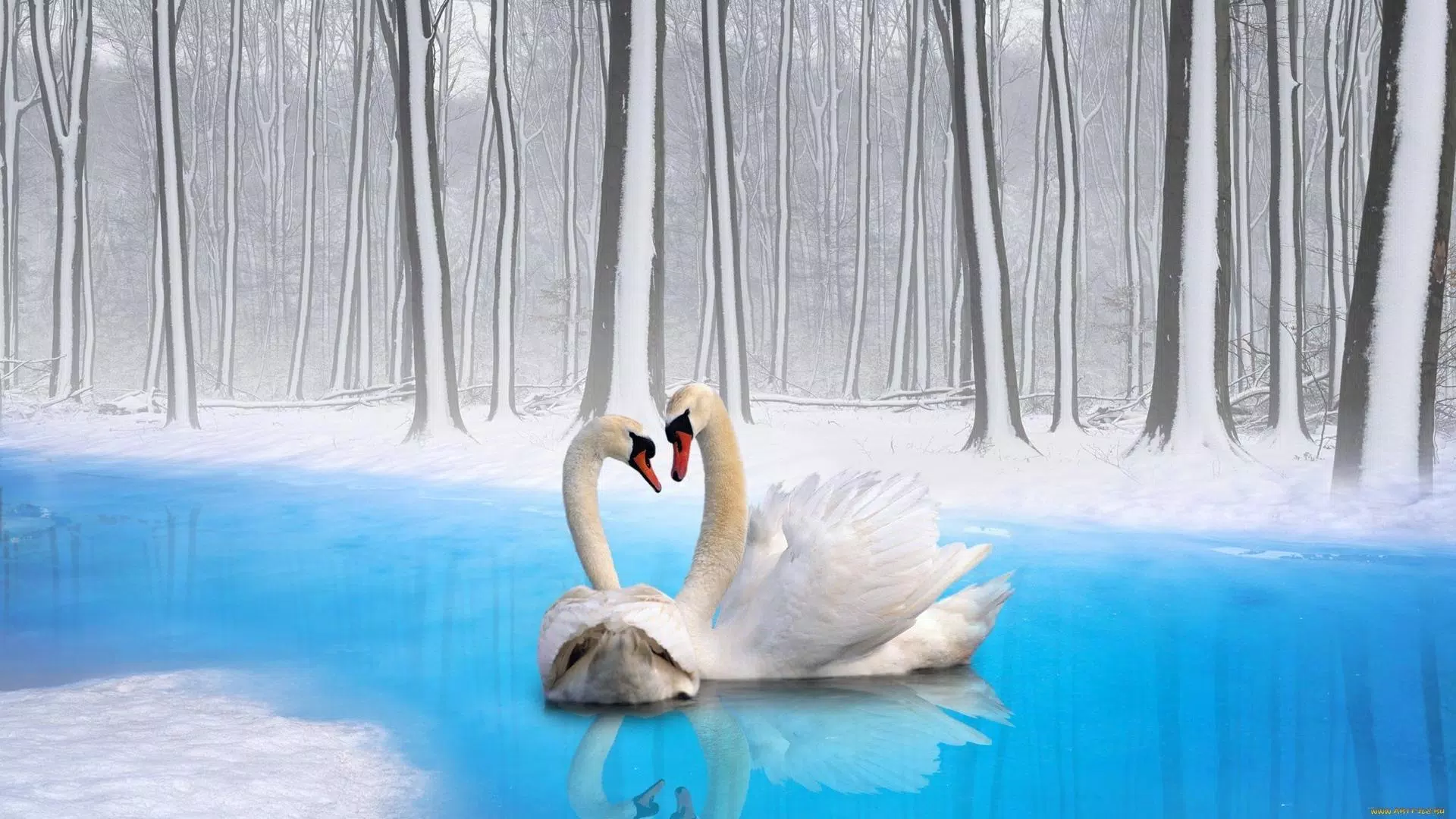 Descarga de APK de Cisne vivo fondo de pantalla: fondos hd para Android Descarga de APK de Cisne vivo fondo de pantalla: fondos hd para Android