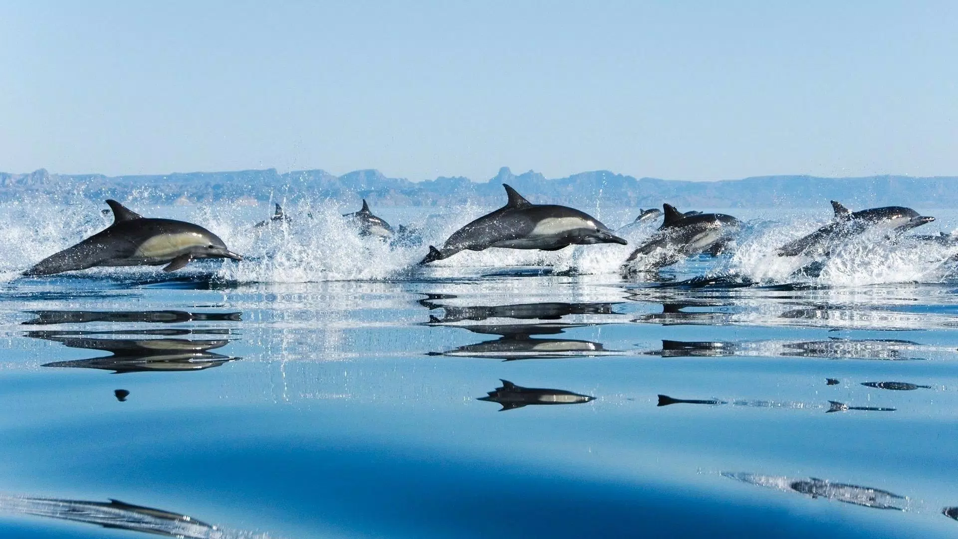 Dolphins Live Wallpaper APK for Android Download Dolphins Live Wallpaper APK for Android Download