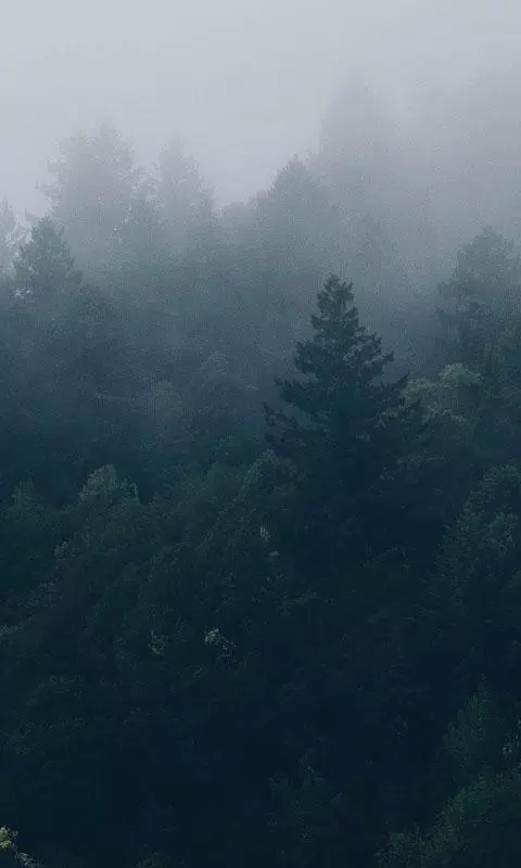 Forest Live Wallpaper APK for Android Download Forest Live Wallpaper APK for Android Download