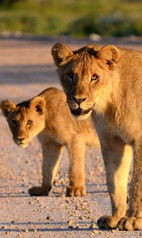 Lion Live Wallpaper APK voor Android Download Lion Live Wallpaper APK voor Android Download