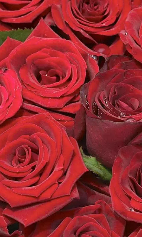 Red Rose Live Wallpaper APK for Android Download Red Rose Live Wallpaper APK for Android Download