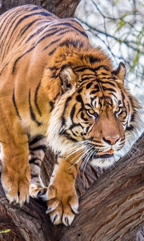 Тигр живет в евразии