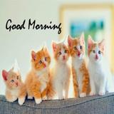 Good Morning Quotes, GM Wishes icon