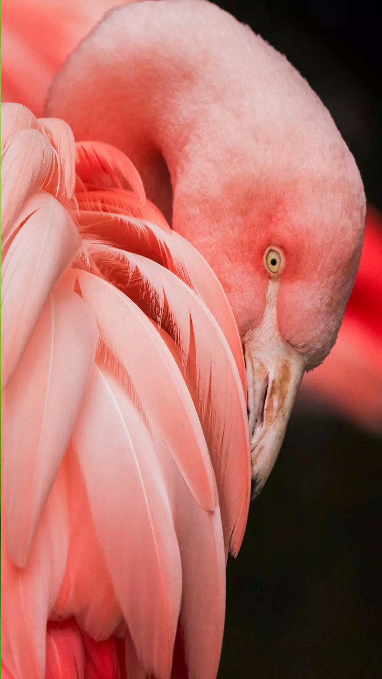 beautiful animals wallpapers hd free 2020 APK for Android Download beautiful animals wallpapers hd free 2020 APK for Android Download