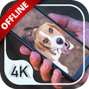 Fonds d'écran avec des chiens - OffLine APK