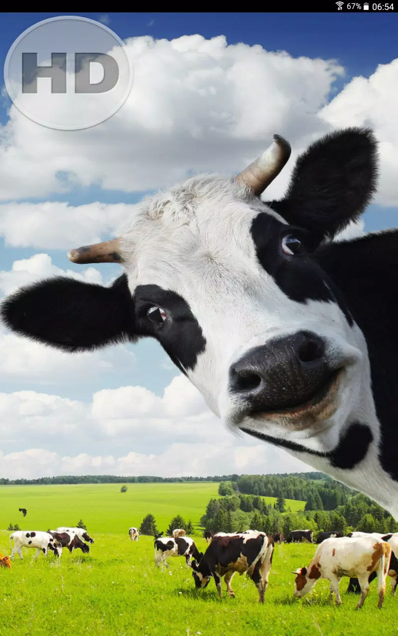 Tải xuống APK Hình Nền Hài Hước cho Android