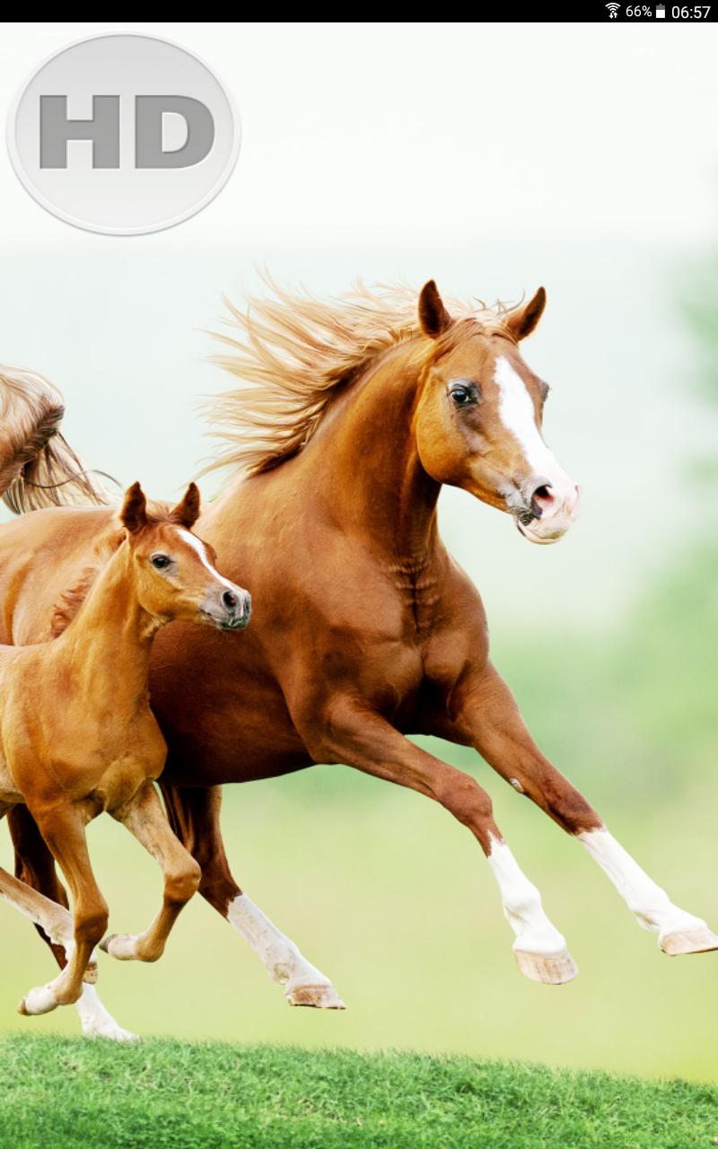 Horse Wallpaper HD APK for Android Download Horse Wallpaper HD APK for Android Download