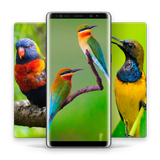 HD Best Birds Wallpaper 4K - Mobile Themes icon