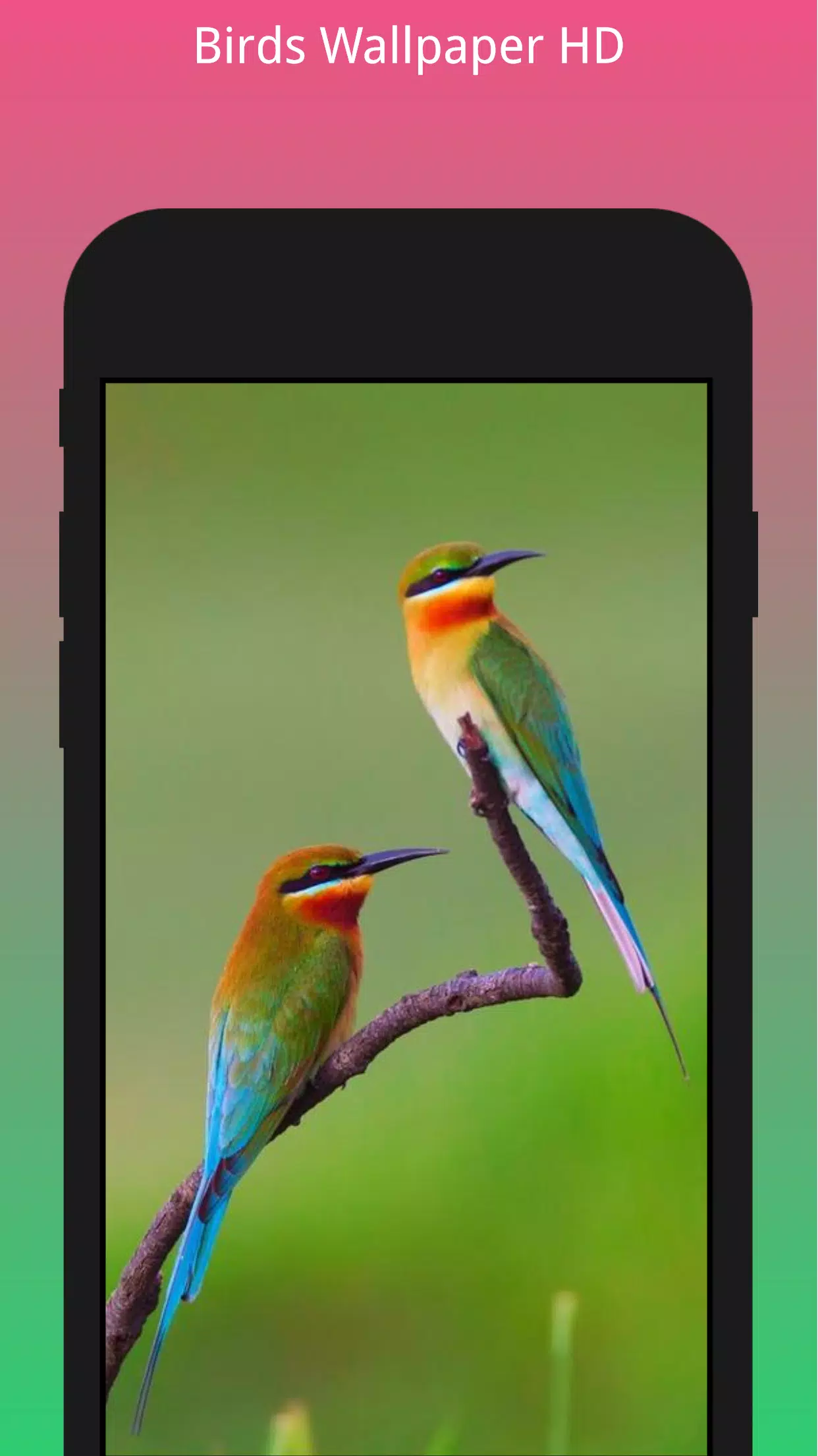 HD Best Birds Wallpaper 4K - Mobile Themes APK for Android Download HD Best Birds Wallpaper 4K - Mobile Themes APK for Android Download