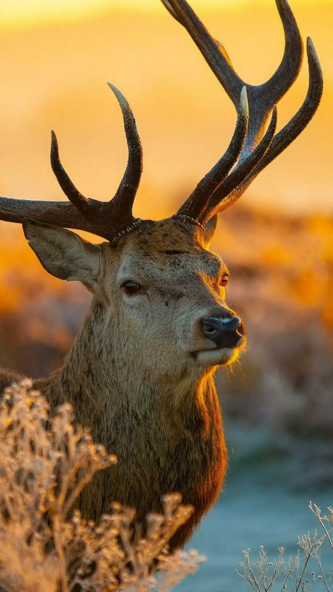 Tải xuống APK Best Deer Wallpaper cho Android Tải xuống APK Best Deer Wallpaper cho Android