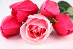 Flowers and Roses Images Gifs স্ক্রিনশট 1