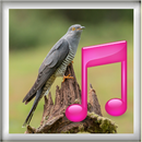 Tonos de llamada Koyal y Cuco APK