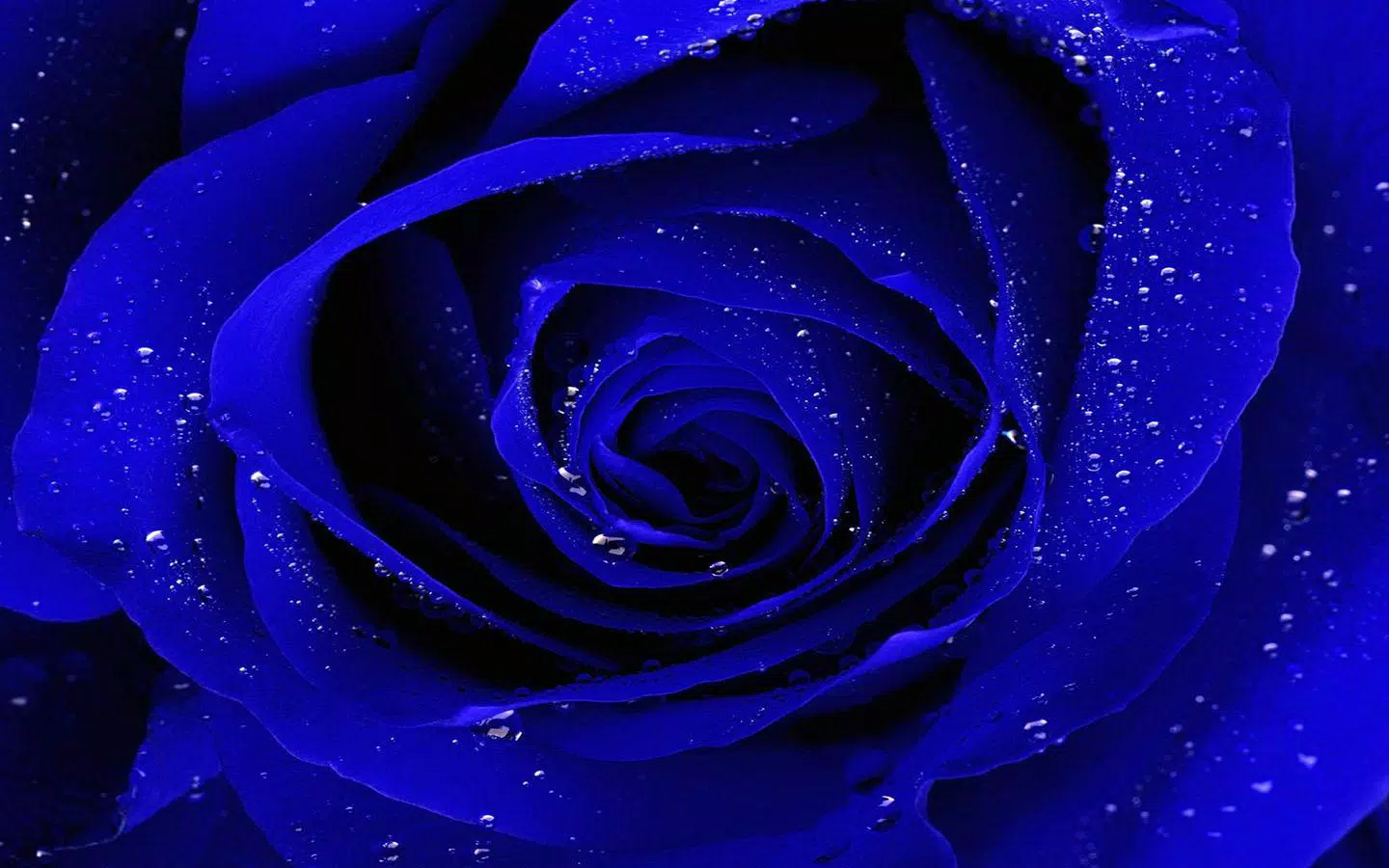 Blue Rose Wallpaper Apk Do Pobrania Na Androida