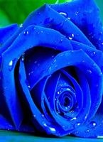 Blue Rose Wallpaper gönderen