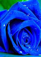 Blue Rose Wallpaper 海報