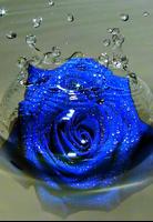 Blue Rose Wallpaper capture d'écran 1
