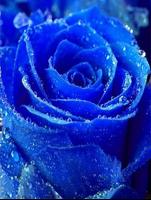 Blue Rose Wallpaper Ekran Görüntüsü 2