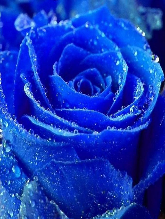 Что означает синие цветы. Синие цветы. Красивый синий цвет.