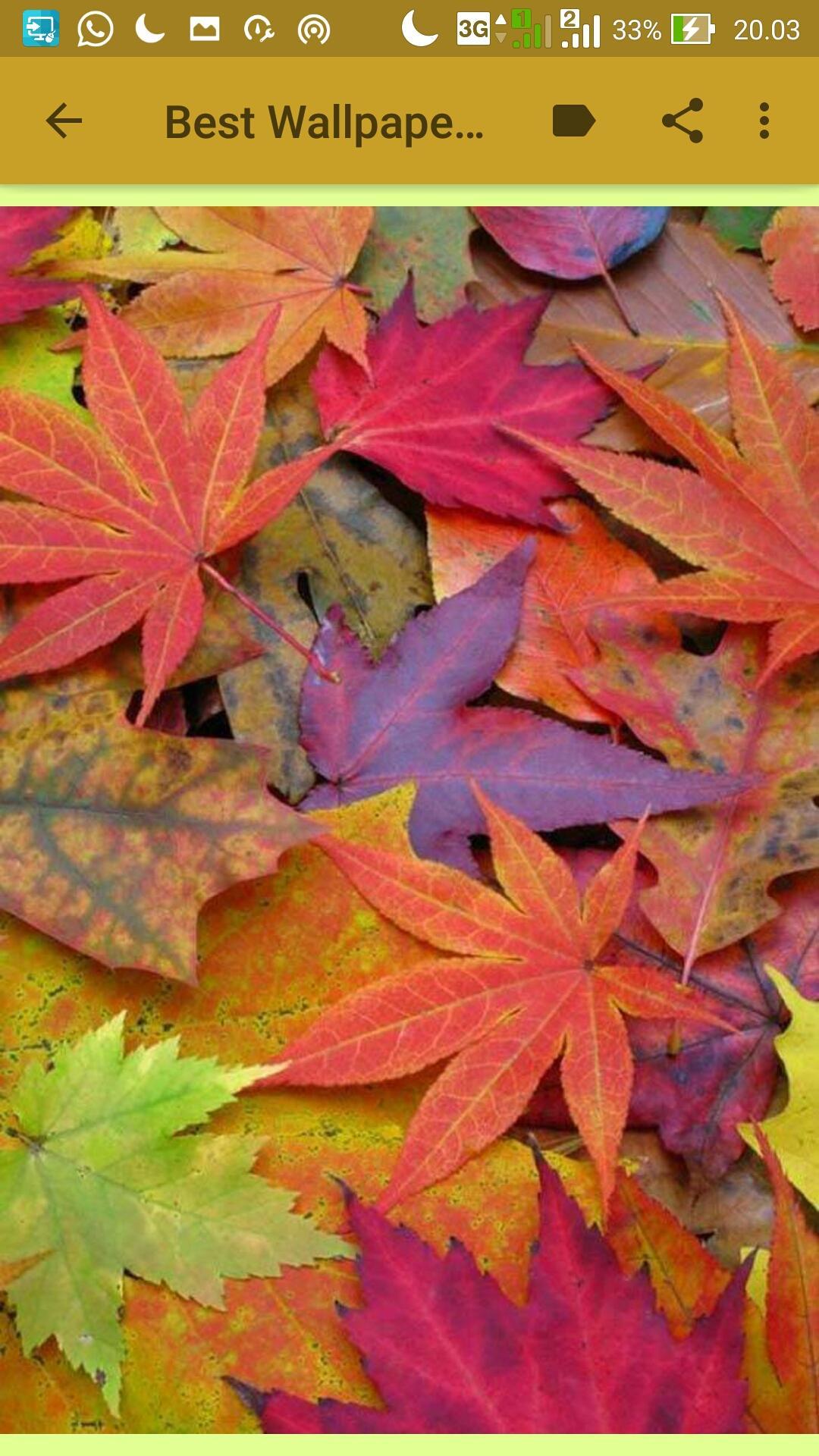 Каким цветом листья осенью. Осенние листья. Разноцветные листья. Осенняя листва. Красивые осенние листья.