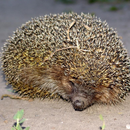 Hedgehog Jigsaw Puzzle APK