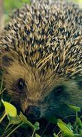Hedgehog Jigsaw Puzzle poster