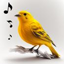 Kuş Şarkısı Sesi APK