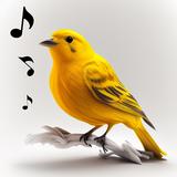 أصوات الطيور - نغمات عصافير