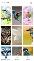 download Richiami Uccelli Suonerie XAPK