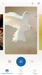 download Richiami Uccelli Suonerie XAPK