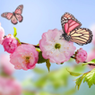 Spring Flowers Wallpapers