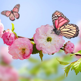 APK تصاویر پس زمینه گل های بهاری