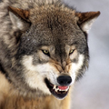 Fondos de pantalla de lobo