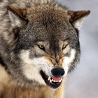 Icona Sfondi di lupo