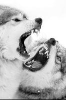 Poster Sfondi di lupo