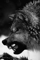 1 Schermata Sfondi di lupo