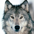 Wolf Wallpapers آئیکن