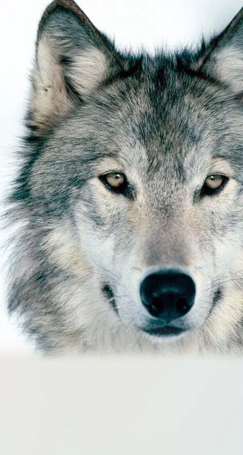 狼壁纸安卓下载 安卓版apk 免费下载