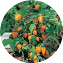 A idéia de plantas ornamentais de frutas APK