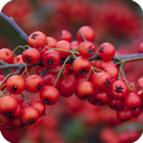 Berry and Strawberry Wallpaper APK