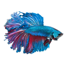 BTS - Betta Secret Technique and Gallery APK